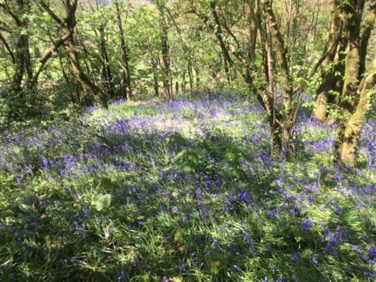 Bluebells in the farm woodlands
